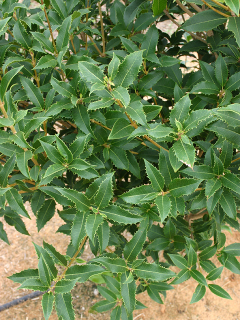 Fruitland Fortune's Osmanthus | Bold Spring